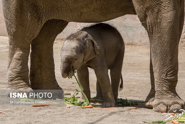 (تصاویر) رونمایی از «مایسا» در باغ وحش ارم